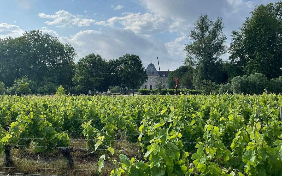 Les cépages français incontournables : voyage au cœur de l’identité des vins de France