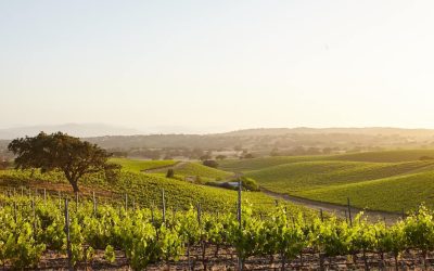 A Journey into the Heart of Wine Regions: from Classic Vineyards to Emerging Terroirs