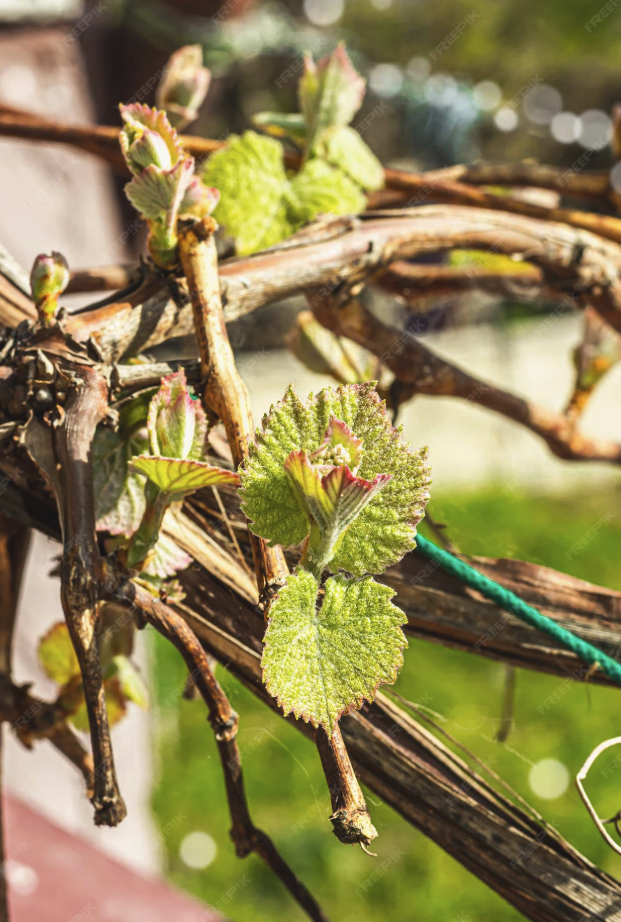 spring vines