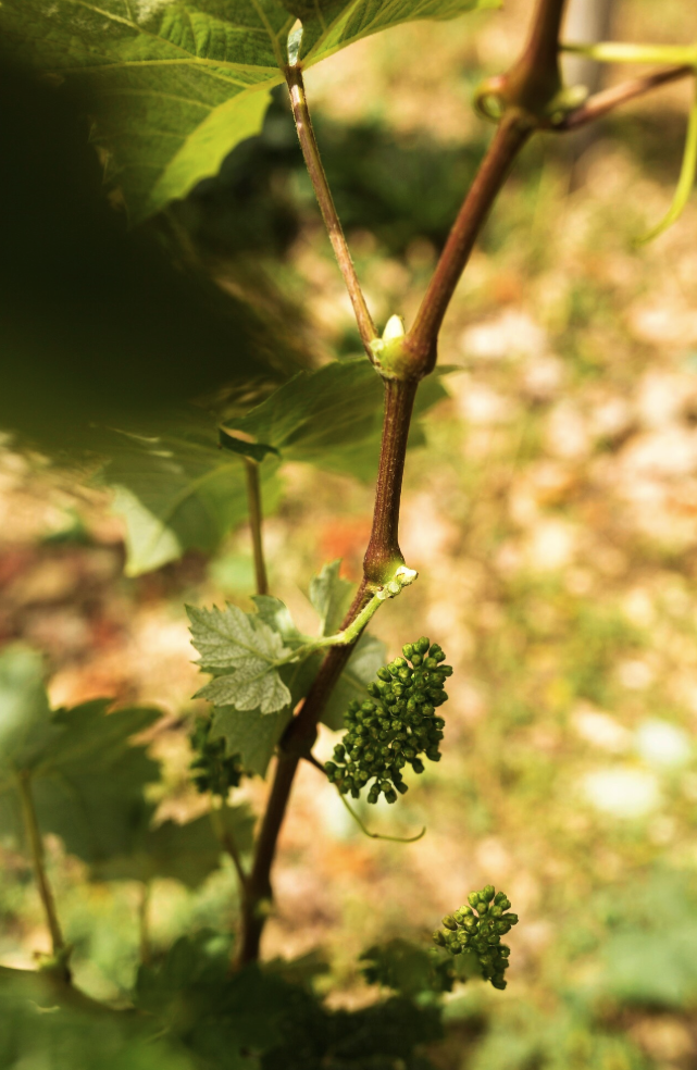flowering vines