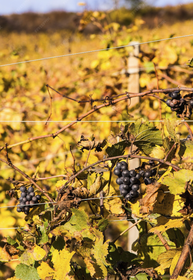 veraison vines