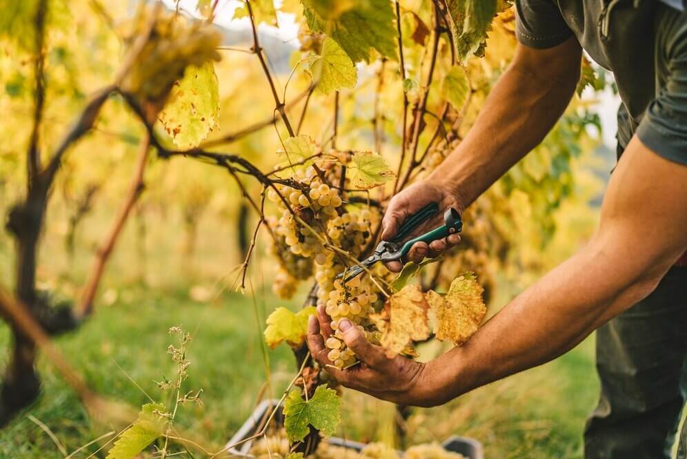 les vendanges
