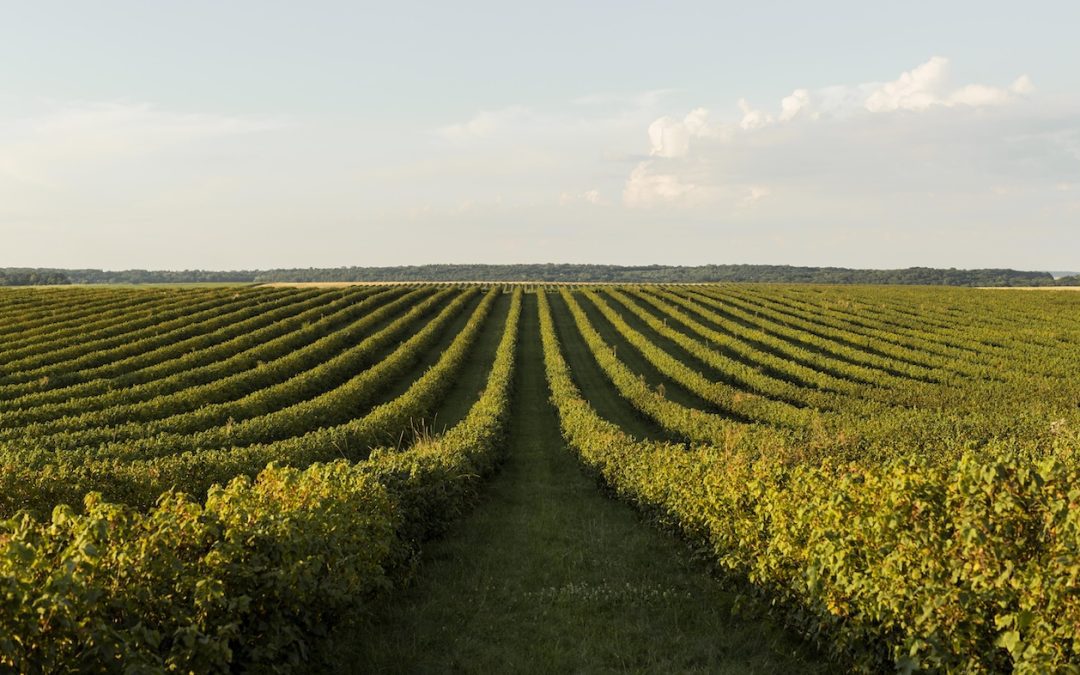 The Vine Cycle: Understanding the Seasons of Wine