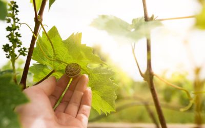 Organic Wines: between Commitment and Constraints