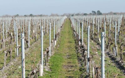 Protéger la vigne du froid : comprendre les enjeux de l’hiver pour le vignoble