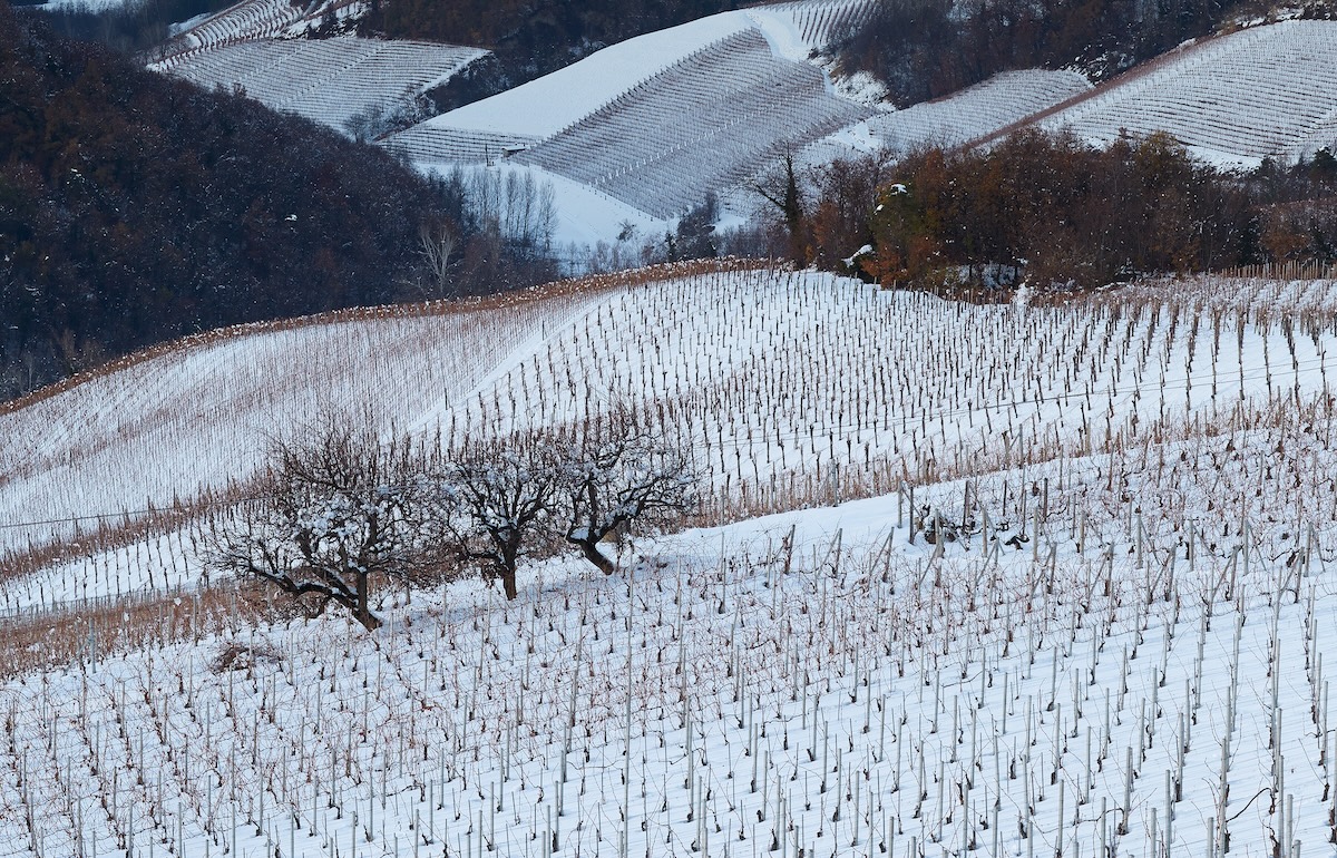 hiver vignes hiver vignes